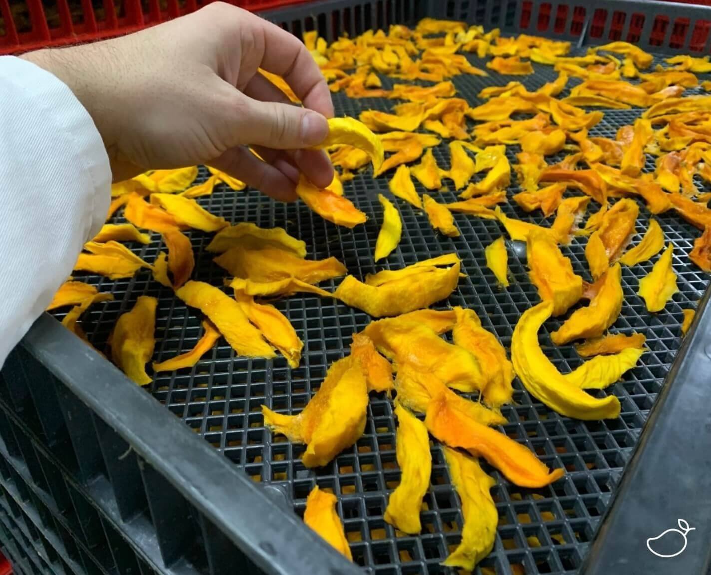 Getrocknete Mango in der Fabrik auf Trockenblech