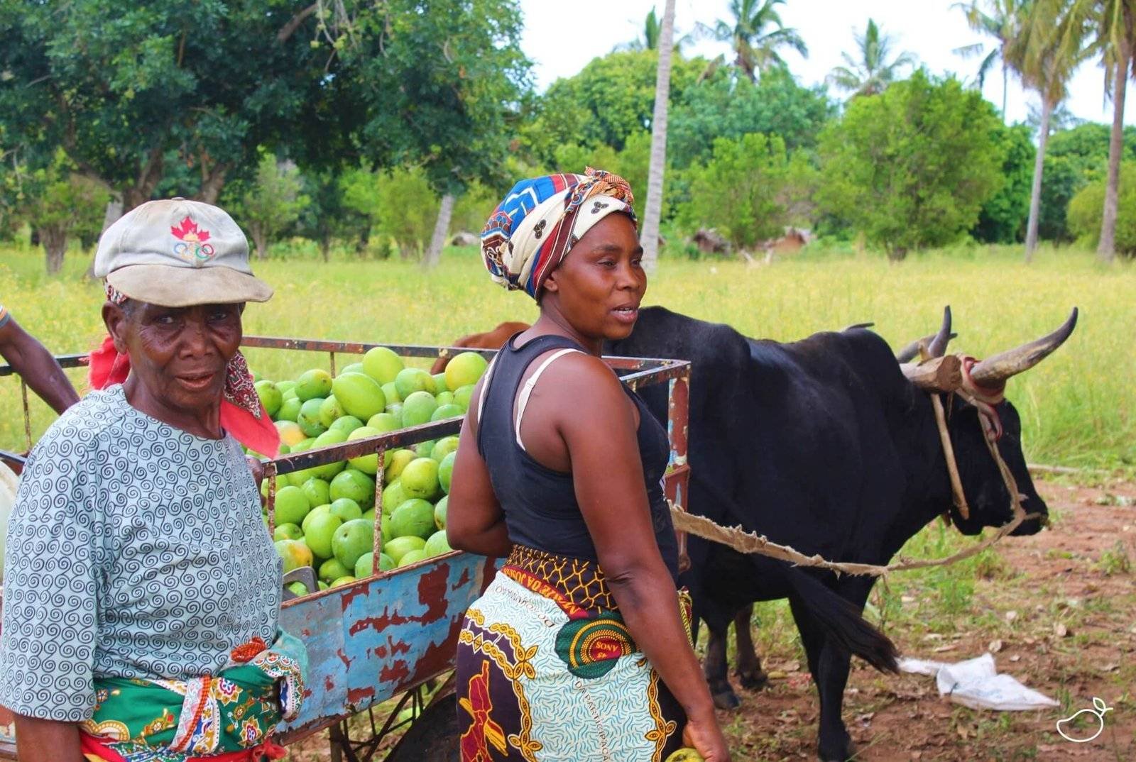 Frauen mit frischen Mangos, die sie zur Mangotrocknungsanlage bringen